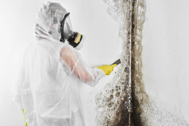 Best Basement Mold Remediation in Richardson, TX