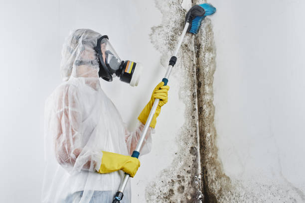 Best DIY Mold Remediation Support Services in Richardson, TX