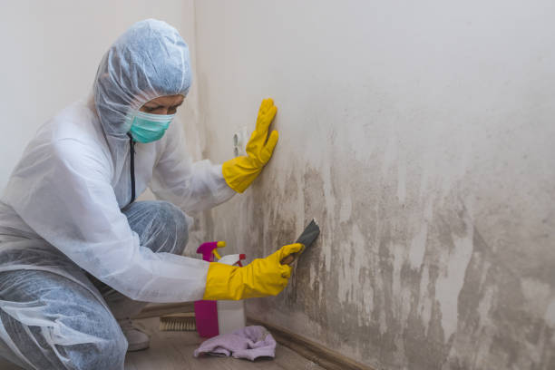 Best DIY Mold Remediation Support Services in Richardson, TX