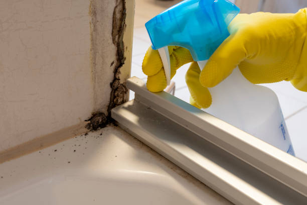 Best Mold Remediation for Specific Building Types in Richardson, TX
