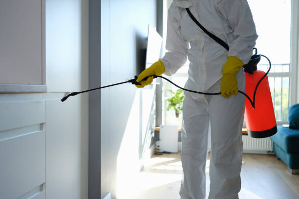 Best Health and Safety Mold Remediation in Richardson, TX