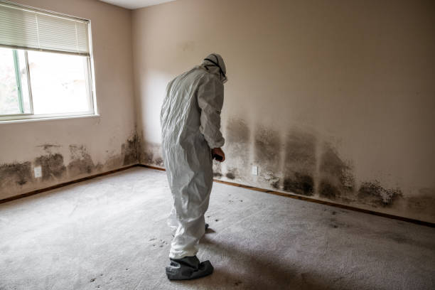 Best Kitchen Mold Remediation in Richardson, TX