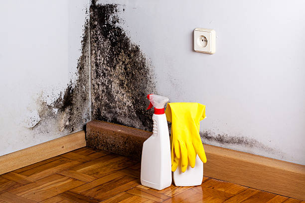 Best Attic Mold Remediation in Richardson, TX