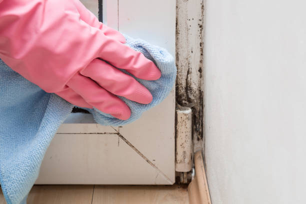 Best Commercial Mold Remediation in Richardson, TX