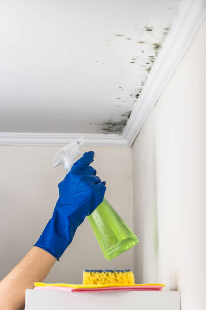 Best Post-Flood Mold Remediation in Richardson, TX