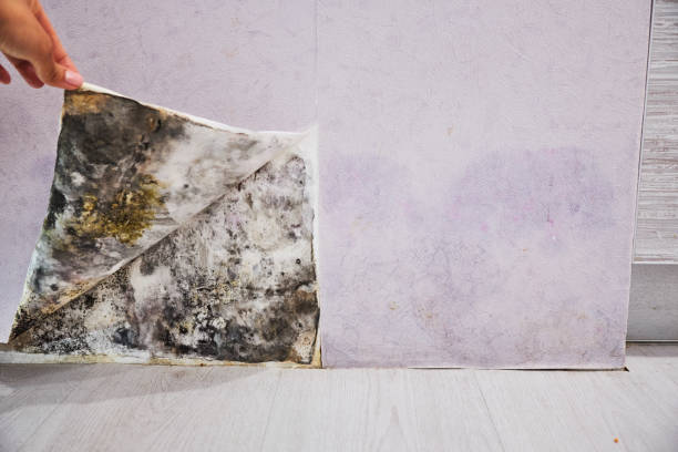 Best Mold Remediation for Schools in Richardson, TX